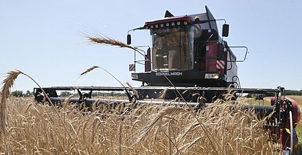 В Беларуси намолочено более 1,1 млн тонн зерна с учетом рапса