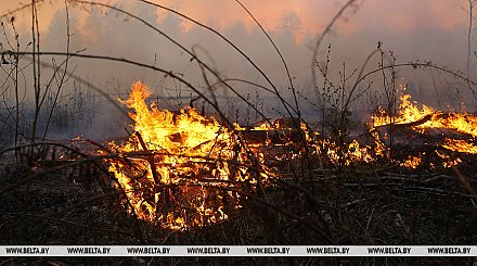 С начала пожароопасного сезона в Беларуси произошло более ста лесных пожаров