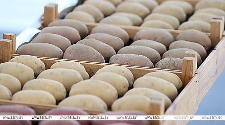 Коснулся ли Гродненской области картофельный дефицит? Вот о чем доложили Президенту 