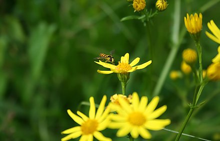 Стихия сбавляет обороты: в большинстве районов – без осадков. Погода 12-14 июля