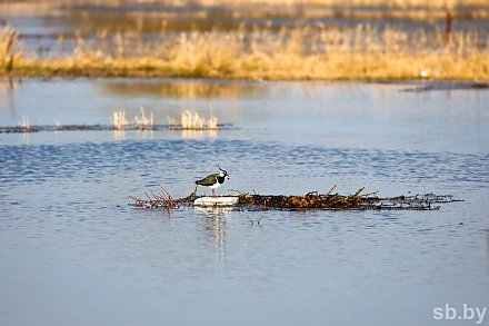 Какая погода ожидает жителей Гродненской области 7 апреля
