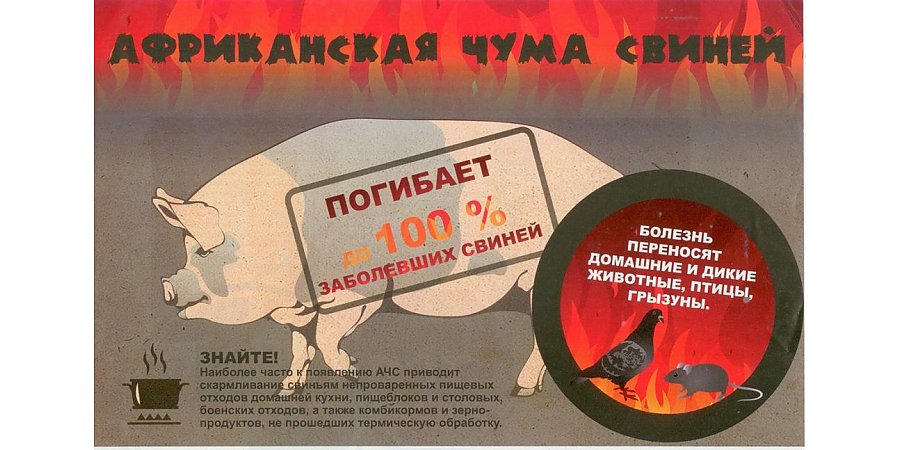 Африканская чума свиней: молниеносно распространяется и губительна до 100% случаев