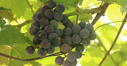 Работы в огороде в сентябре: что нужно успеть сделать