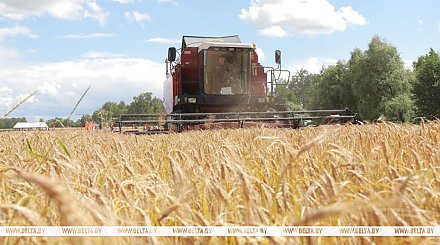Аграрии Беларуси приближаются к намолоту 9 млн т зерна 