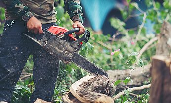 Нужно ли разрешение, чтобы самостоятельно срубить аварийное дерево?
