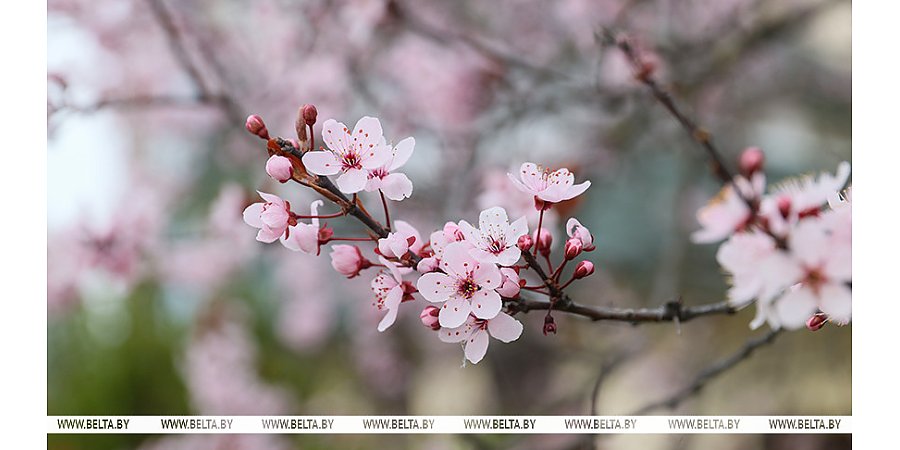 До +17°С и без осадков. Какой сегодня будет погода