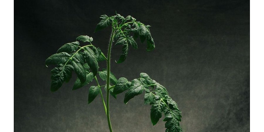 Рассада томатов будет крепкой и зеленой: одна листовая обработка, которая творит чудеса