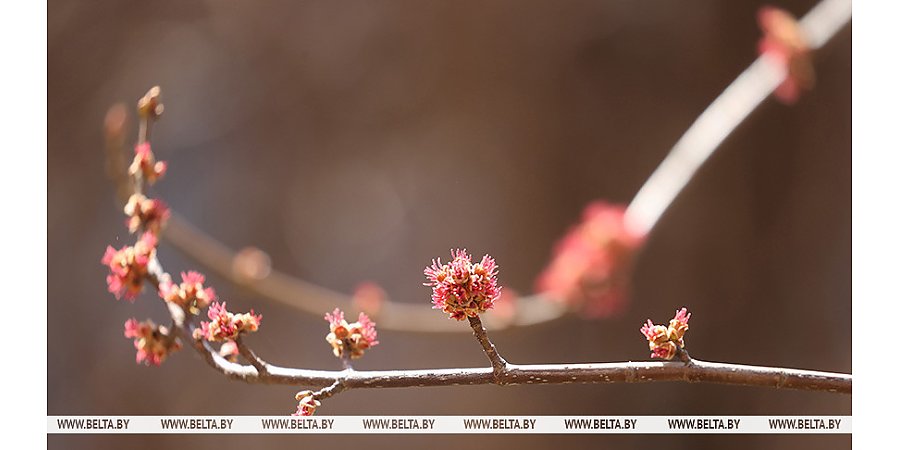 Сильный ветер и кратковременные осадки ожидаются 27 апреля в Беларуси