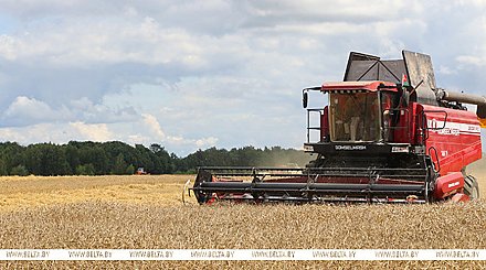 Аграрии собрали более 2,9 млн тонн зерна с учетом рапса