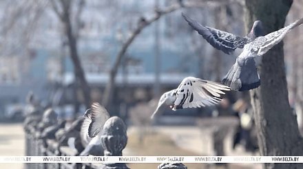 Тепло, но с дождями. Синоптики рассказали о погоде в Беларуси сегодня