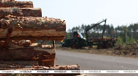 Александр Лукашенко: к 1 сентября в стране не должно быть ни одного бревна, валяющегося на опушке леса