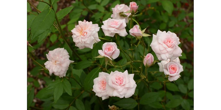 Народный календарь на 3 августа 2025 года: что можно и нельзя делать, приметы и праздники