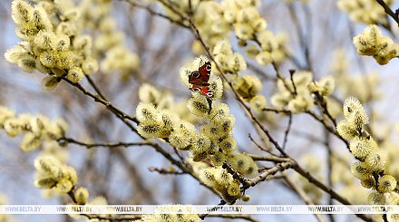 Будут ли в Беларуси ночные заморозки и снег 10 апреля, рассказали синоптики