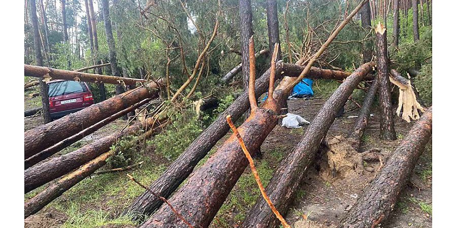 В Зельвенском районе из-за падения дерева погибла женщина