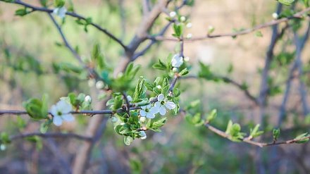 Весеннее равноденствие-2026: когда в Беларусь придет астрономическая весна и как ее встречать