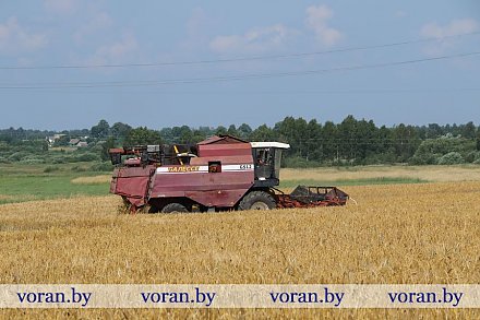 Восьмага ліпеня на Воранаўшчыне распачалося жніво. Першымі вывелі камбайны ў поле аграрыі КСУП “Місявічы”