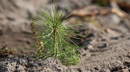 Лесхозы восстановили уже более 4,5 тыс. га леса с начала весны