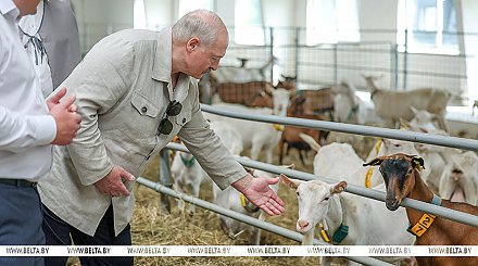 Подобные хозяйства Лукашенко еще не посещал: чем его удивила ферма в Могилеве и где прячутся живые деньги