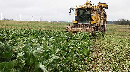 Когда в Беларуси завершат уборку картофеля, сахарной свеклы и кукурузы