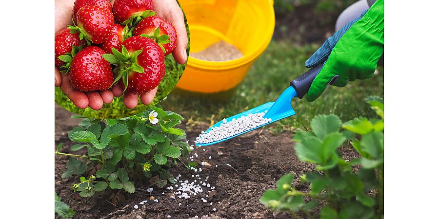 Как ухаживать за клубникой, чтобы она радовала большими урожаями?