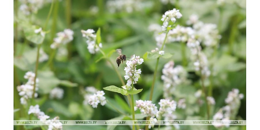 "Опыление повышает урожайность гречихи на 40%". Почему пчелы незаменимы для сельского хозяйства