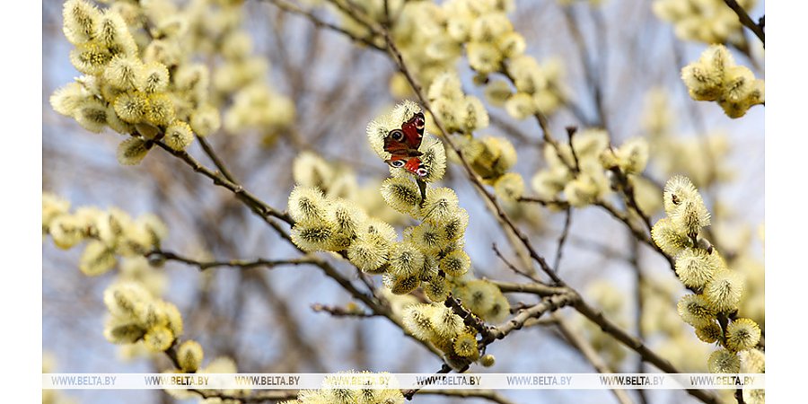 Будут ли в Беларуси ночные заморозки и снег 10 апреля, рассказали синоптики