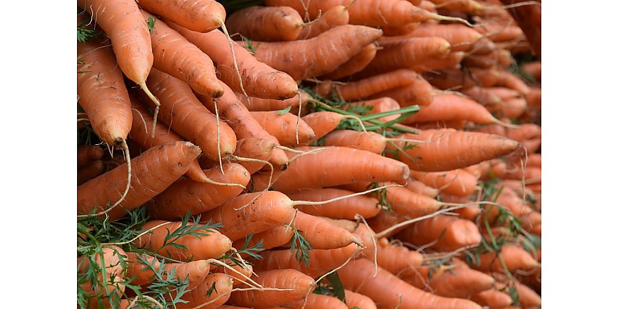 Никогда не портится и не прорастает: секрет хранения моркови из СССР