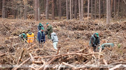 С душой и соблюдением технологий: делегация Совмина об акции "Дай лесу новае жыццё!"