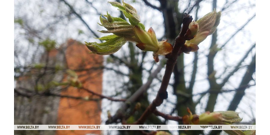 От комфортной весны к непогоде? Что прогнозируют белорусам на сегодня синоптики