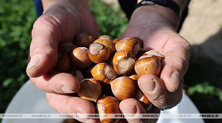 А вы знали, что в Беларуси выращивают фундук? Рассказываем о трендах в сельском хозяйстве Беларуси