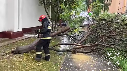 В Гродненской области зафиксированы случаи падения деревьев в четырех районах