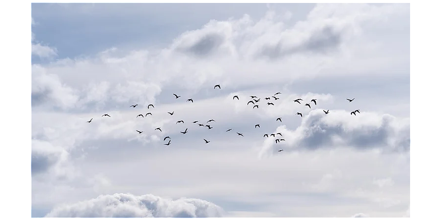 Испеките «жаворонков»: народные приметы на 14 марта