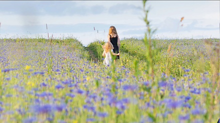 Можно ли получить штраф за фото в васильках, рапсе или подсолнухах? Разбираемся, чем опасны красивые кадры в цветущих полях