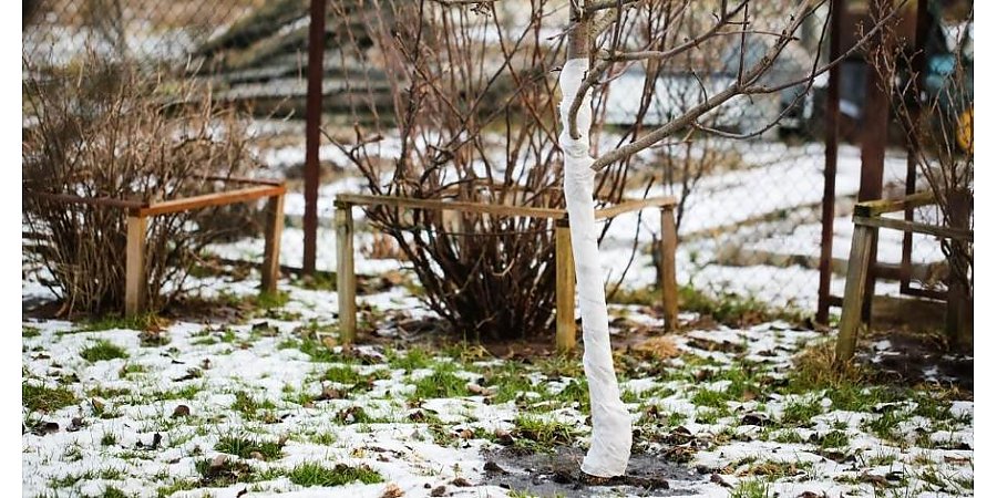 Садовые работы в марте – первые весенние хлопоты садовода