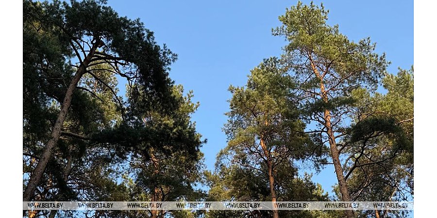 Ограничения на посещение лесов действуют в 14 районах Беларуси