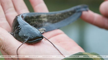 Запрет на лов сома и сига чудского вводится в Беларуси с 1 ноября