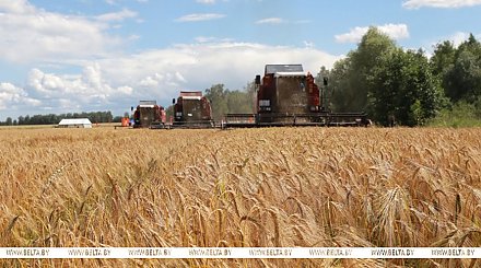 "Это то, что сейчас на корню". По заверению правительства, в Беларуси планируют собрать около 11 млн тонн зерна