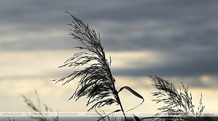 В МЧС предупредили о факторах опасности в связи с сильным ветром