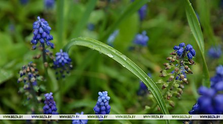 Заморозки и местами сильные дожди прогнозируются в Беларуси 16 мая