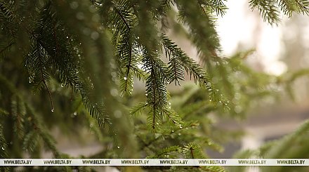 Дожди и до +22°С прогнозируют сегодня в Беларуси