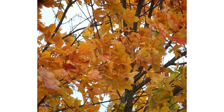 Народные приметы на 29 сентября 2025 года: что можно и нельзя делать в этот день