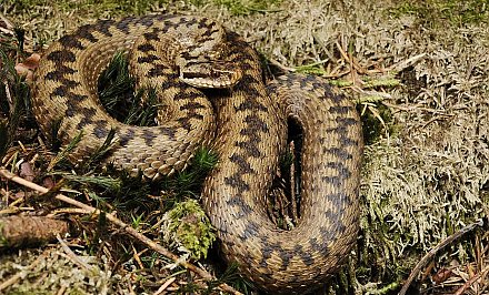 Два жителя Гродненщины пострадали от укуса гадюки