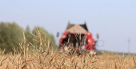 В Беларуси с учетом рапса намолотили около 3,5 млн тонн зерна