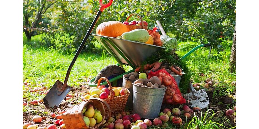 10 важных дел дачника для богатого урожая