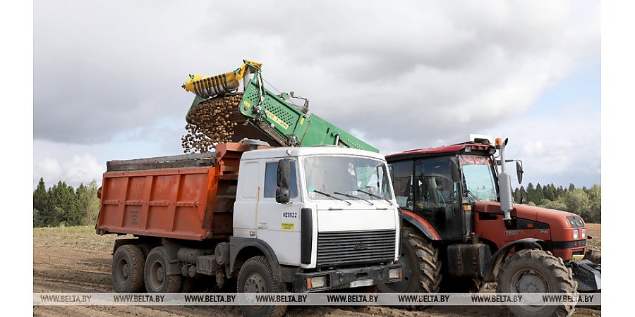 В Беларуси накопано более 43,5 тыс. тонн картофеля