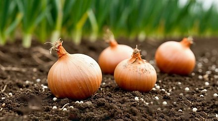 Простой и урожайный способ посадки лука севка весной