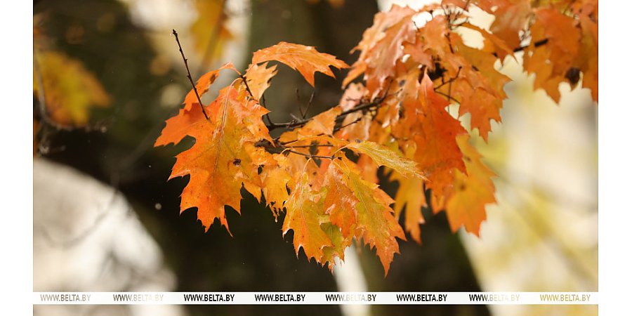 Облачно с прояснениями и до +11°С. Какой будет погода сегодня в Беларуси