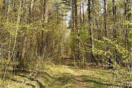 16 марта в Беларуси стартует добровольная кампания «Лес! Дабро! Парадак!»