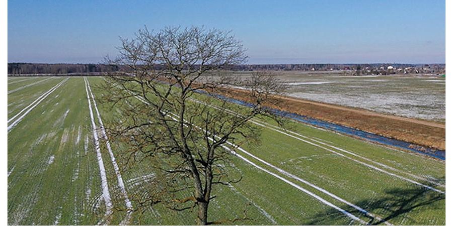 В Белгидромете предупредили о негативном влиянии морозов на озимые культуры