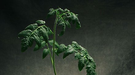 Рассада томатов будет крепкой и зеленой: одна листовая обработка, которая творит чудеса